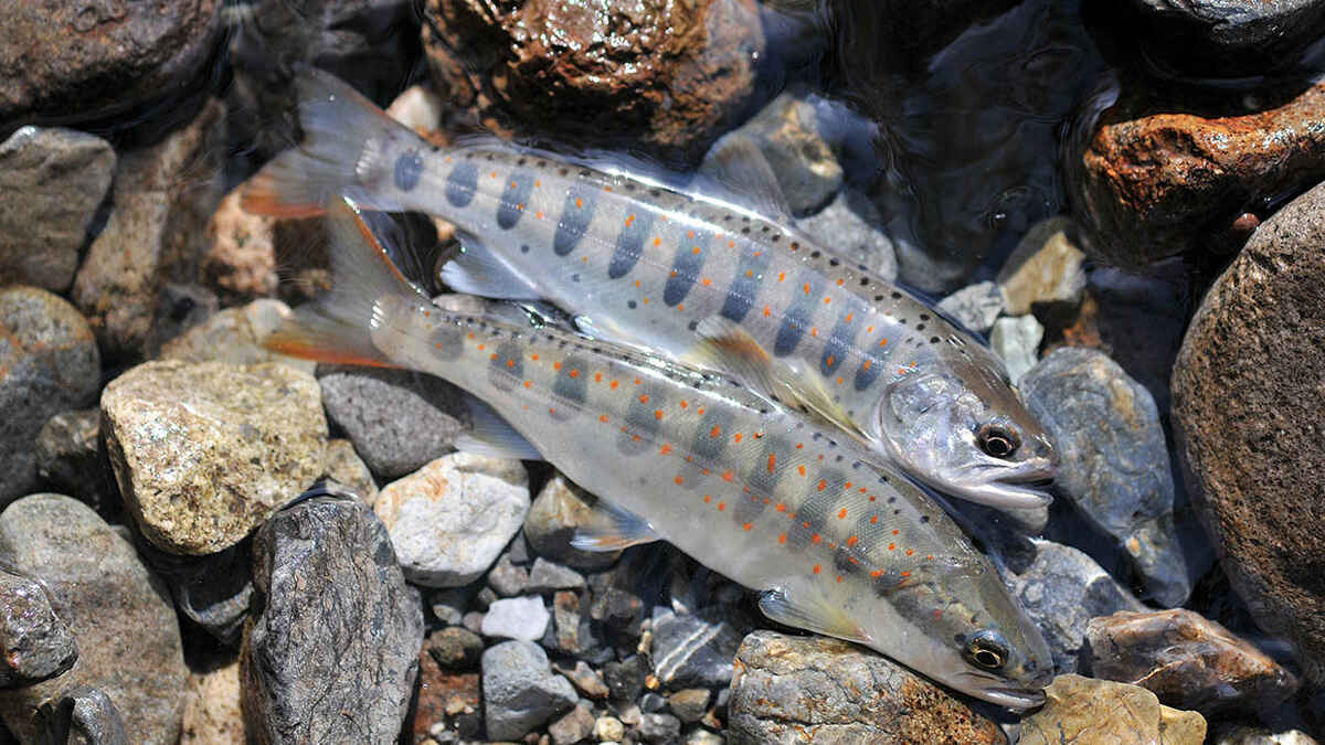 マンボークラブ魚剥製 アマゴ ミニ情景剥製! | マンボークラブ魚剥製 アマゴ ミニ情景剥製 極小アマゴ 渓魚剥製&ハンドメイドミノーの製作・販売 マンボークラブ魚剥製 アマゴ ミニ情景剥製! | マンボークラブ魚剥製 アマゴ ミニ情景剥製 極小アマゴ 渓魚剥製&ハンドメイドミノーの製作・販売